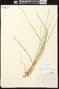 Carex aquatilis var. aquatilis image