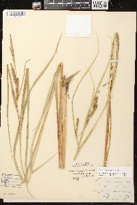 Carex aquatilis var. aquatilis image