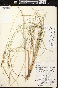 Carex aquatilis var. aquatilis image