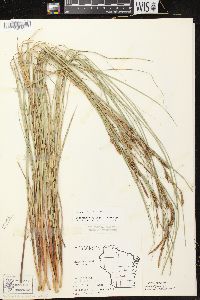 Carex aquatilis var. aquatilis image