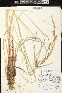 Carex aquatilis var. aquatilis image