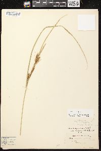 Carex aquatilis var. aquatilis image