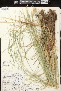 Carex aquatilis var. aquatilis image