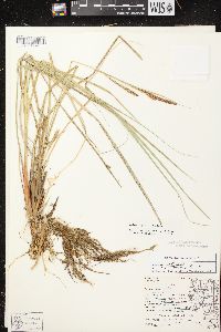 Carex aquatilis var. aquatilis image