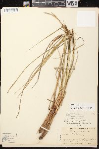 Carex aquatilis var. aquatilis image