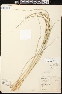 Carex aquatilis var. aquatilis image