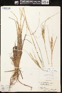 Carex aquatilis var. aquatilis image