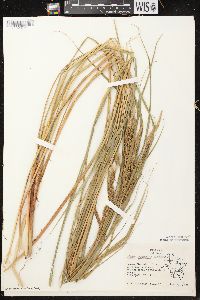 Carex aquatilis var. aquatilis image