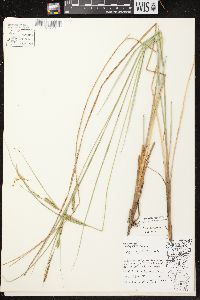 Carex aquatilis var. aquatilis image