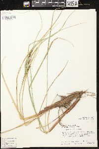 Carex aquatilis var. aquatilis image