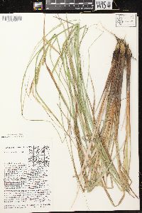 Carex aquatilis var. aquatilis image