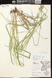 Carex alopecoidea image