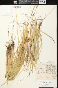 Carex alopecoidea image