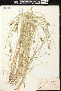 Carex alopecoidea image