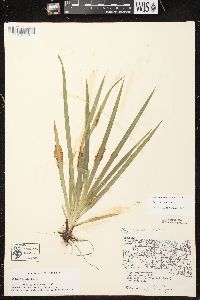 Carex arctata image