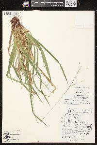 Carex arctata image