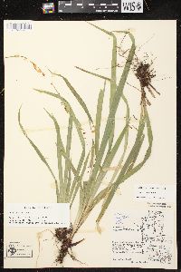 Carex arctata image