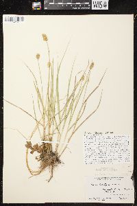 Carex bebbii image