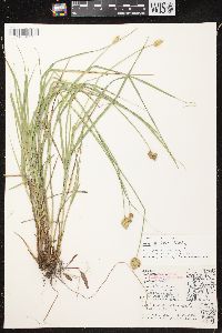 Carex bebbii image