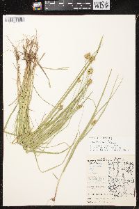 Carex bebbii image