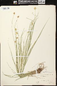 Carex bebbii image