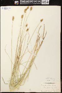 Carex bebbii image