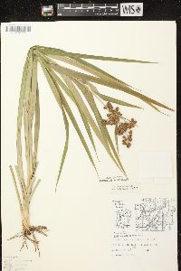 Scirpus hattorianus image