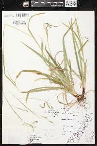 Carex arctata image