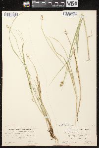 Carex bebbii image