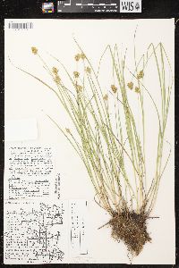 Carex bebbii image