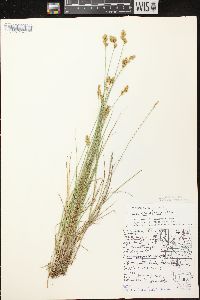 Carex crawfordii image