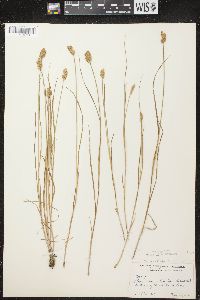 Carex crawfordii image