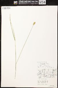 Carex crawfordii image