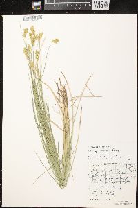 Carex crawfordii image