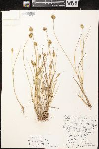 Carex crawfordii image