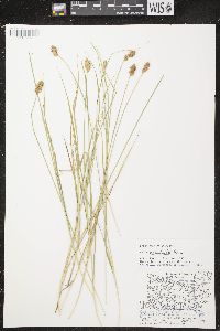 Carex crawfordii image