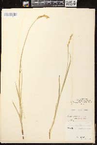 Carex bicknellii image