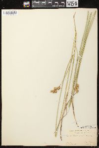 Carex bicknellii image