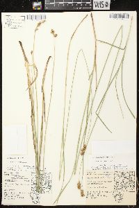 Carex bicknellii image