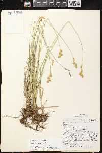 Carex bicknellii image