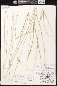 Carex bicknellii image