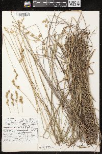 Carex bicknellii image