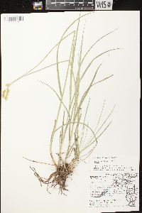 Carex bicknellii image