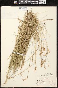 Carex bicknellii image