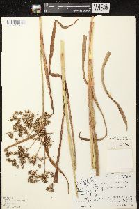 Scirpus microcarpus image