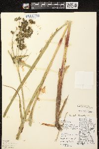 Scirpus microcarpus image