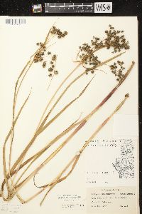 Scirpus microcarpus image