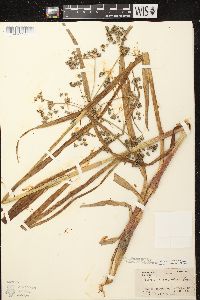 Scirpus microcarpus image