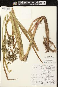 Scirpus microcarpus image