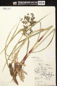 Scirpus microcarpus image